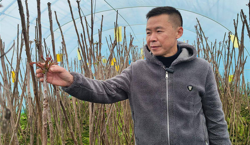 截枝育新芽 技术破困局——香椿大户的市场突围路