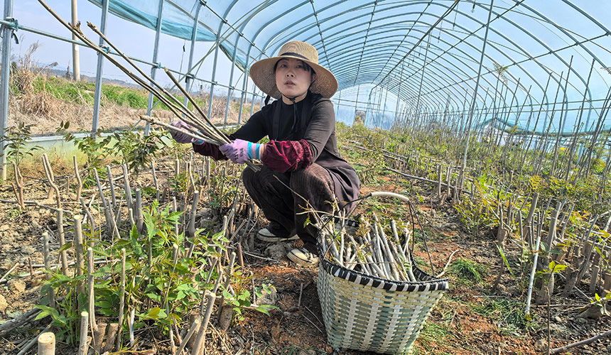 截枝育新芽 技术破困局——香椿大户的市场突围路【4】