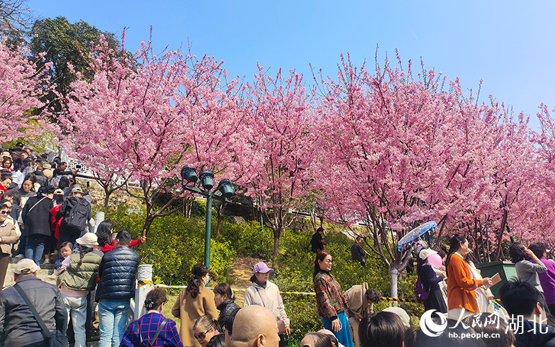 武汉“以花唯媒”吸引大量游客。人民网记者 郭婷婷摄