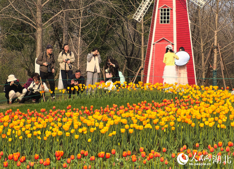 解放公園裡，眾多攝影愛好者正在拍攝盛放的郁金香。人民網記者 張穎攝