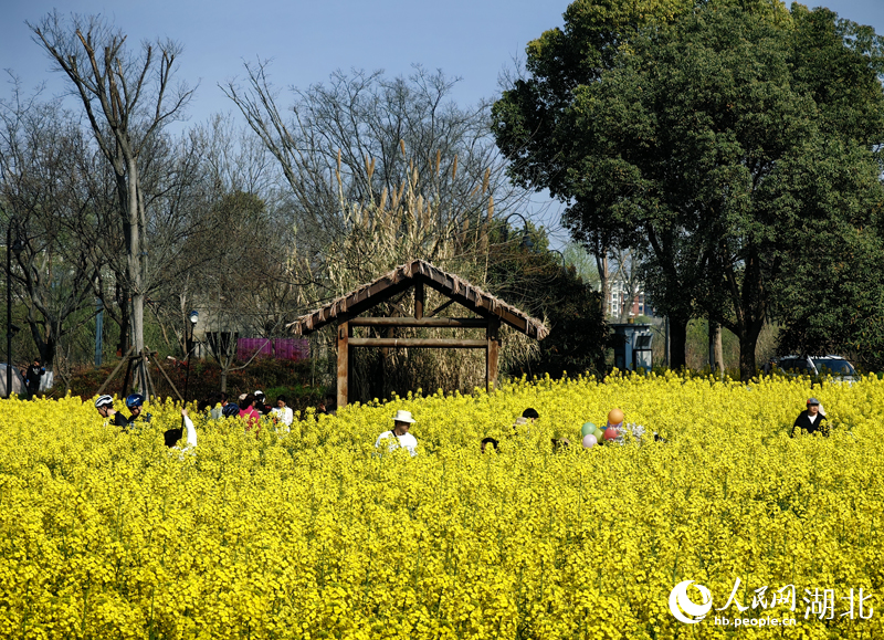 東湖生態旅游風景區，游人們在油菜花田打卡拍照。人民網記者 張穎攝
