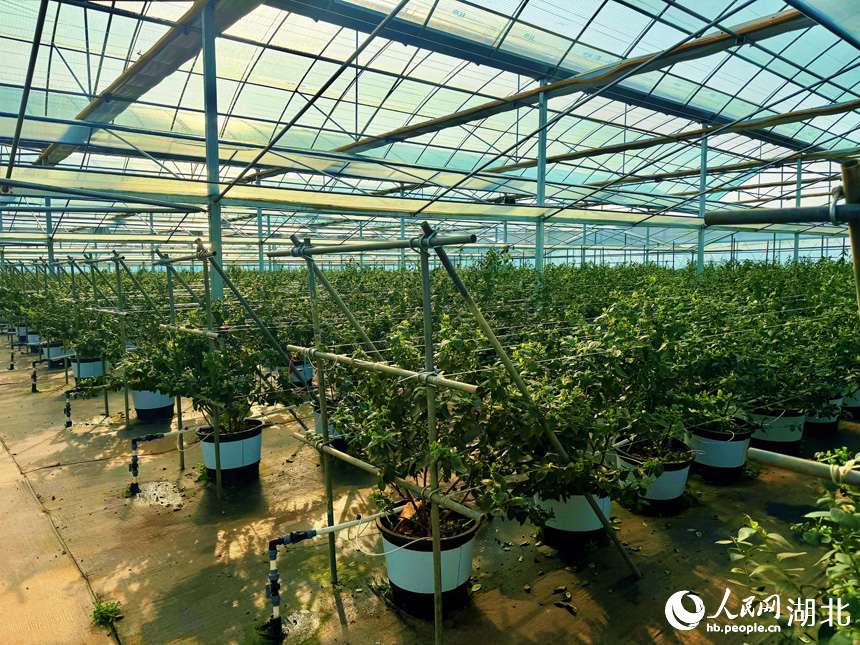 水肥一體化系統精准調控水肥供給。