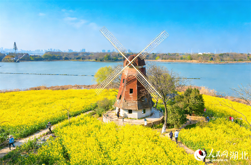 油菜花与风车。