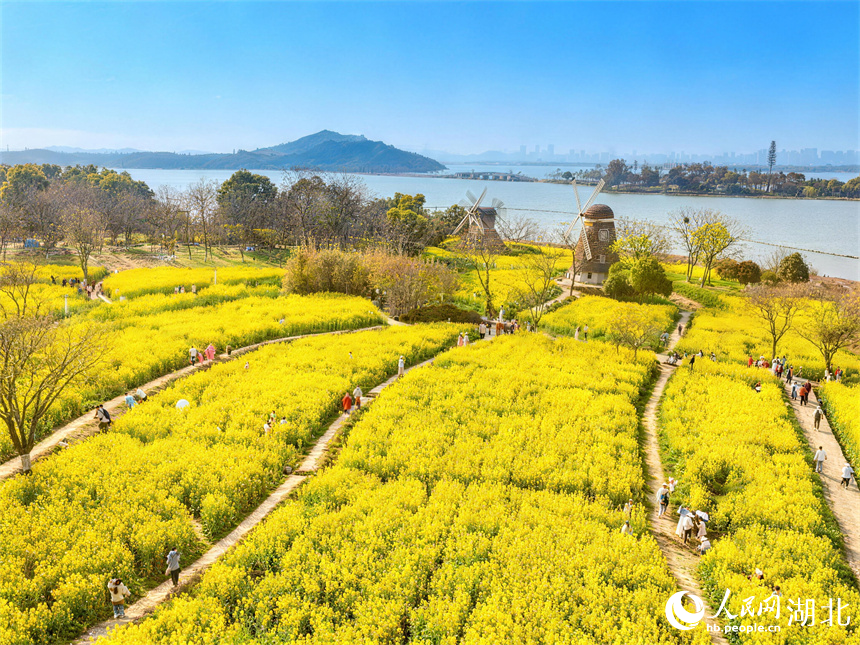 大片的油菜花。