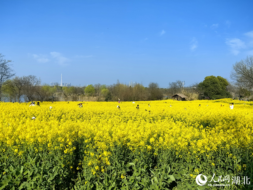 油菜花田正值盛花期。