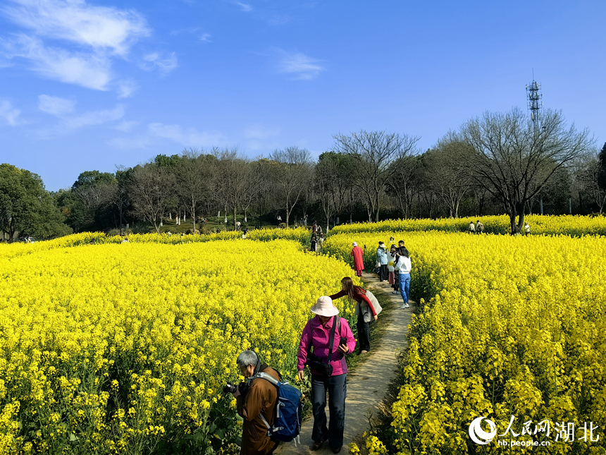游人在花田中穿行。