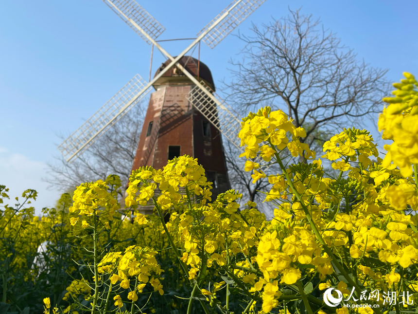 油菜花田一角。
