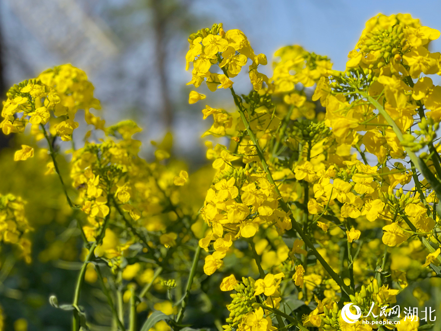 油菜花特写。
