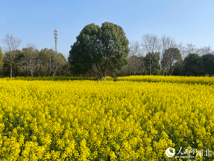 金黄色的油菜花田。