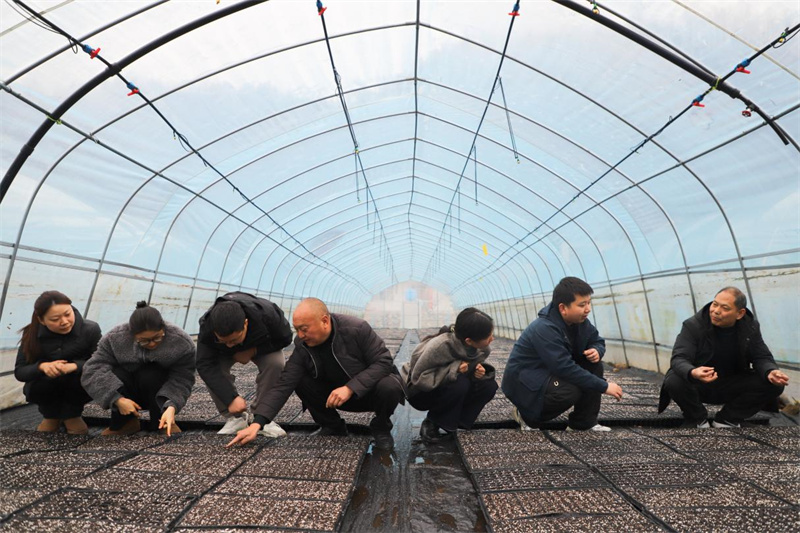 烟叶条线技术骨干为青年员工系统讲解烟叶育苗各环节工作