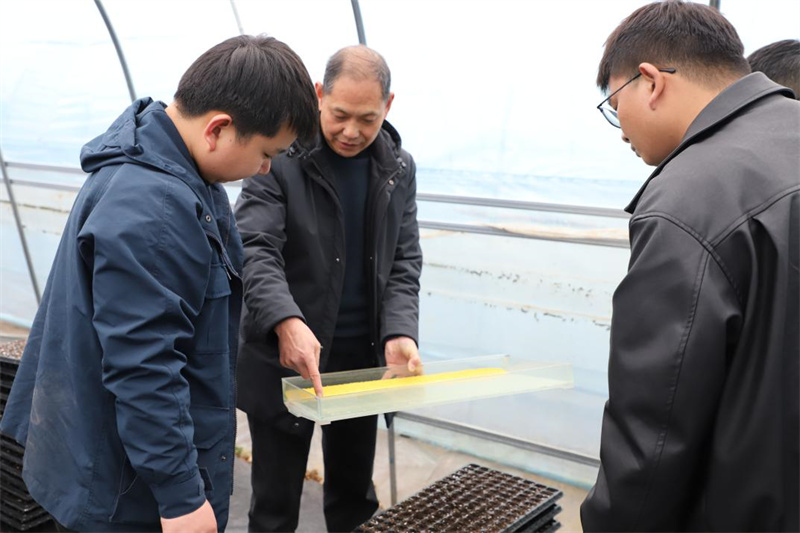 烟叶条线技术骨干手把手指导青年员工压穴播种