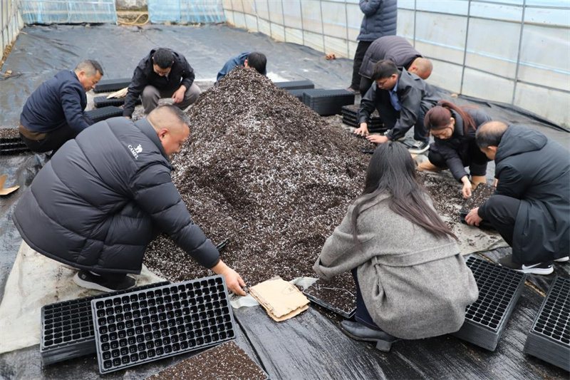 青年员工参与育苗实操技能比拼