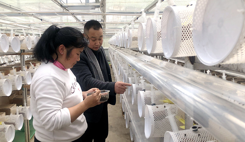 湖北郧阳：600农户养蜂增收【2】