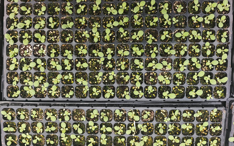 枣阳烟区第一批烟苗出苗。邱俊摄