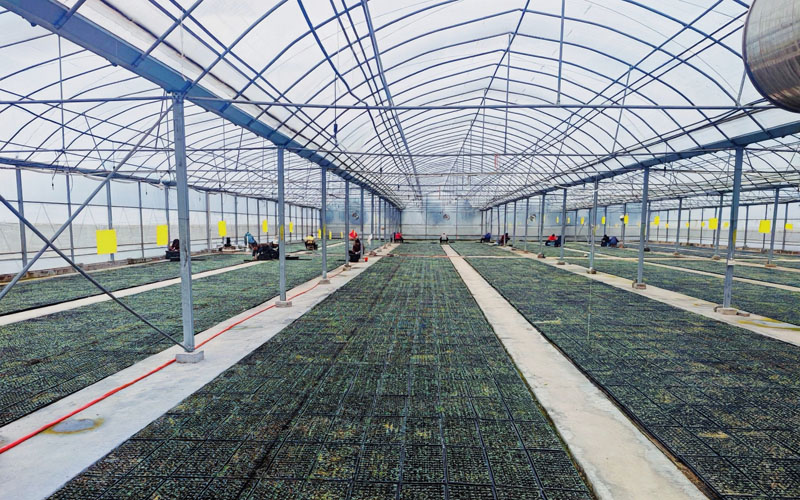 枣阳烟区集约化育苗大棚。邱俊摄