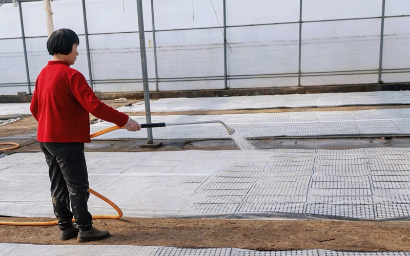 地布湿润育苗补水。舒帮军摄