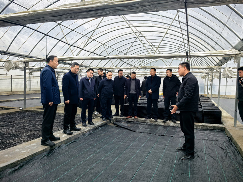 烟叶育苗现场会现场。邵雨生摄