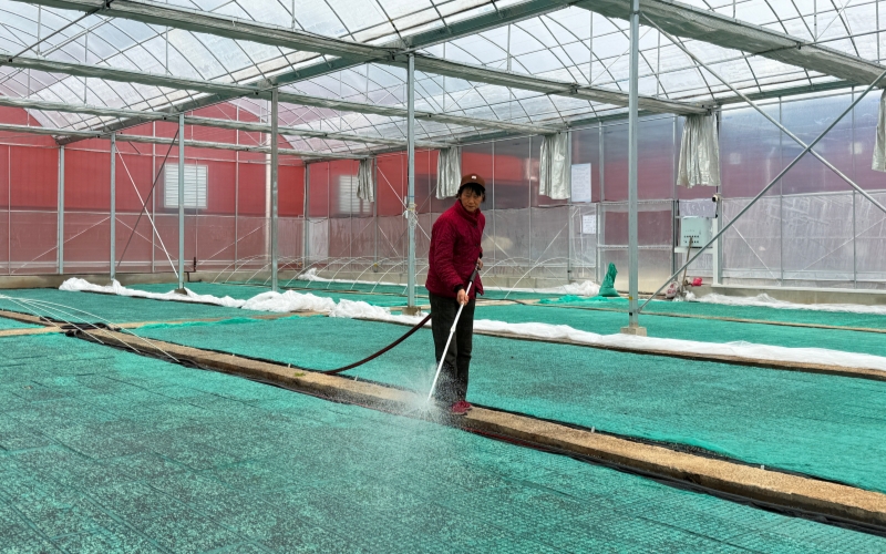 圖為工作人員在為苗盤洒水。