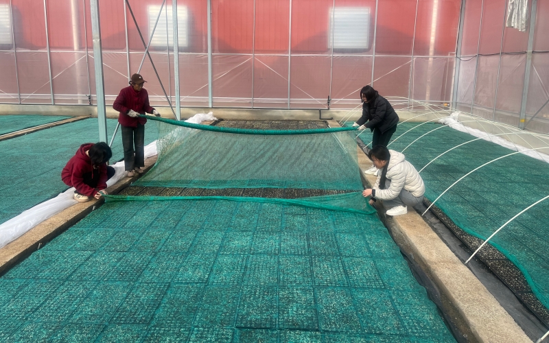 工作人員適時拆除無紡布。