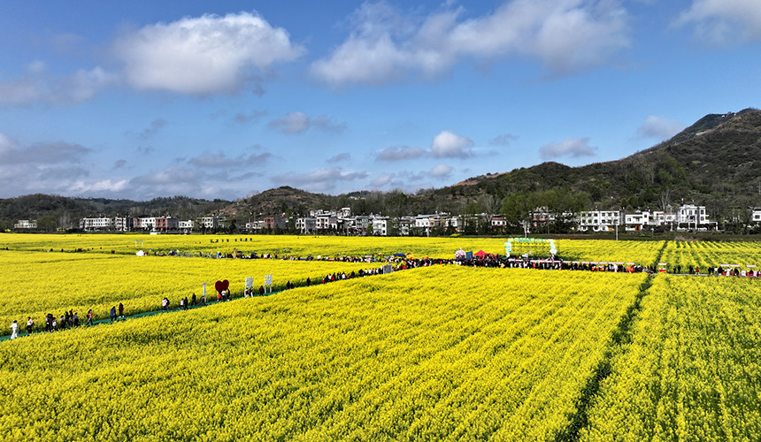 湖北通城：花開助農 “香約”塘湖 奏響農旅融合歌