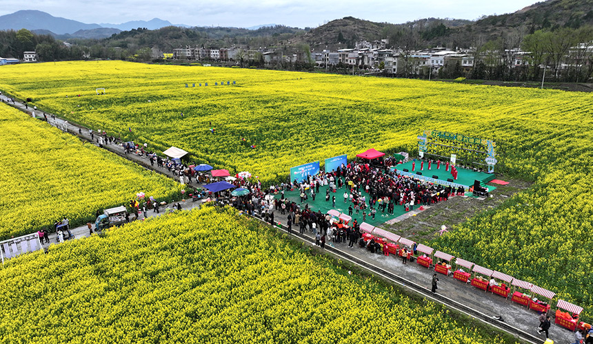 湖北通城：花開助農 “香約”塘湖 奏響農旅融合歌【2】