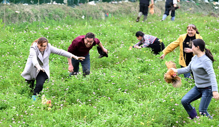 湖北通城：花開助農 “香約”塘湖 奏響農旅融合歌【4】