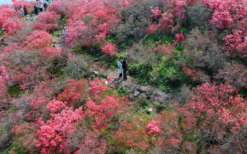 木蘭雲霧山杜鵑花盛開