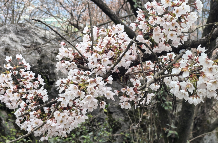花漾经济涌春潮【7】