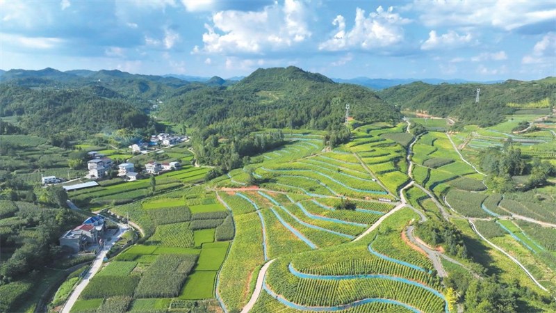 高标准烟田建设。朱文静摄