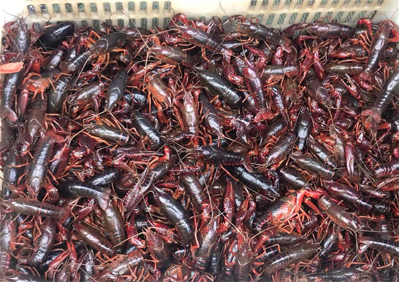 虾稻田里的小龙虾