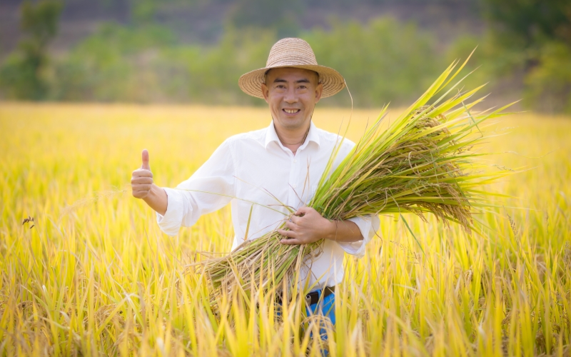 孝感“黄毛粘”。
