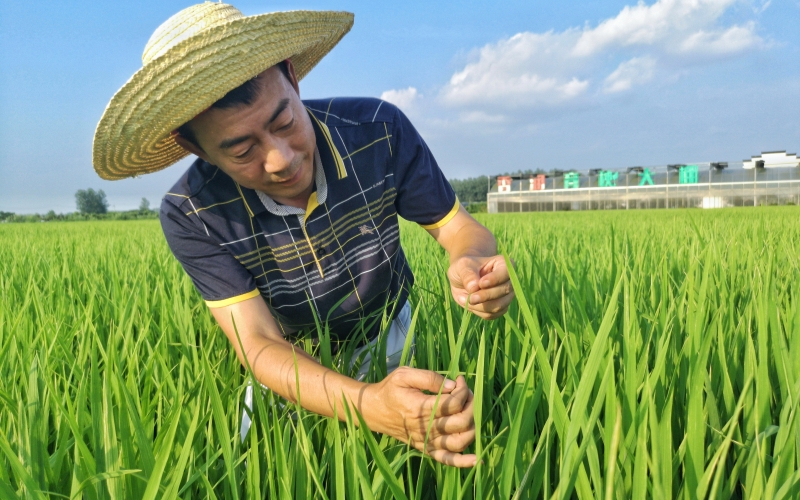 孝感“黄毛粘”。
