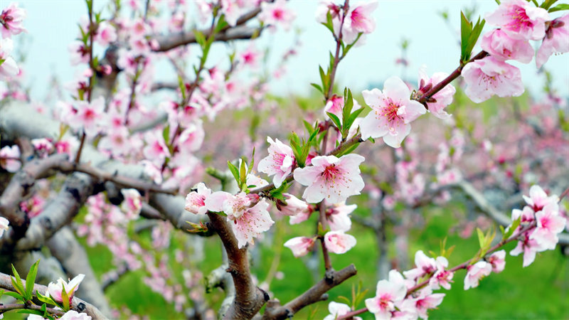 桃花盛開。王虹攝
