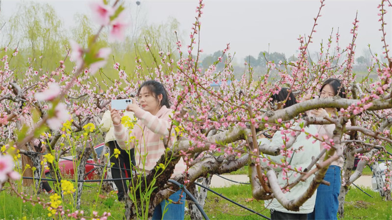 不少游客駐足花海中拍照留念。王虹攝
