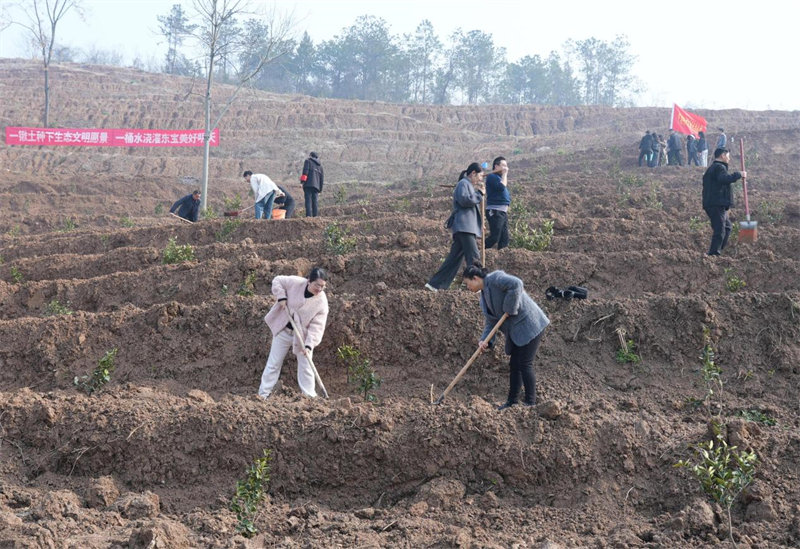 油茶树种植现场。