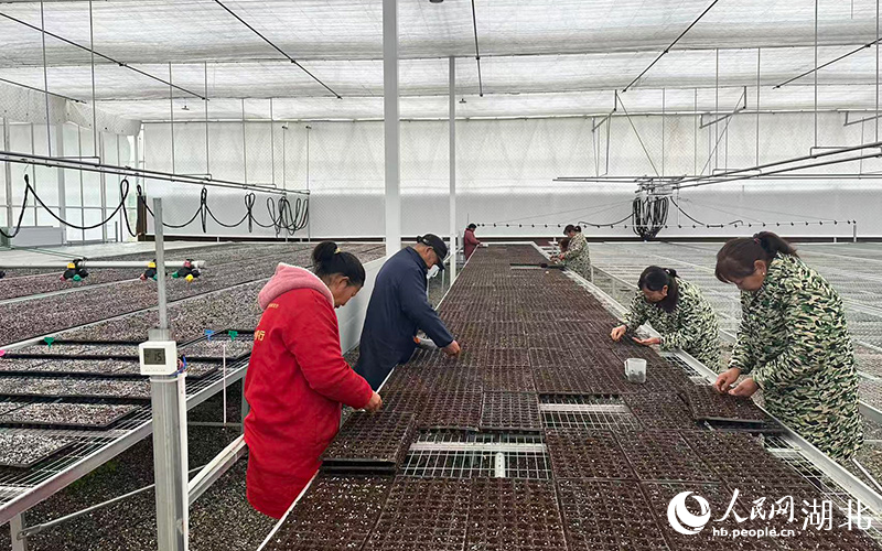 工作人員正在育苗。人民網記者 周倩文攝