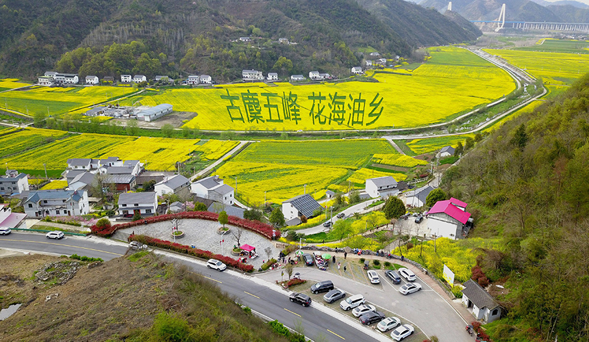 湖北郧阳：油菜花海享春光 农旅融合促增收【3】