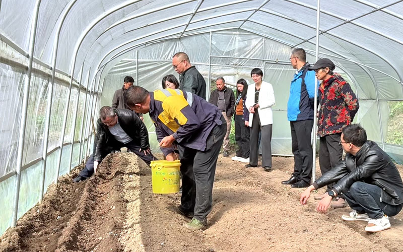 农科院专家指导羊肚菌种植。