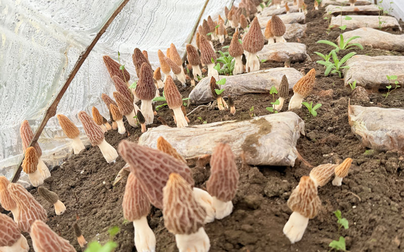 健壮生长的羊肚菌。