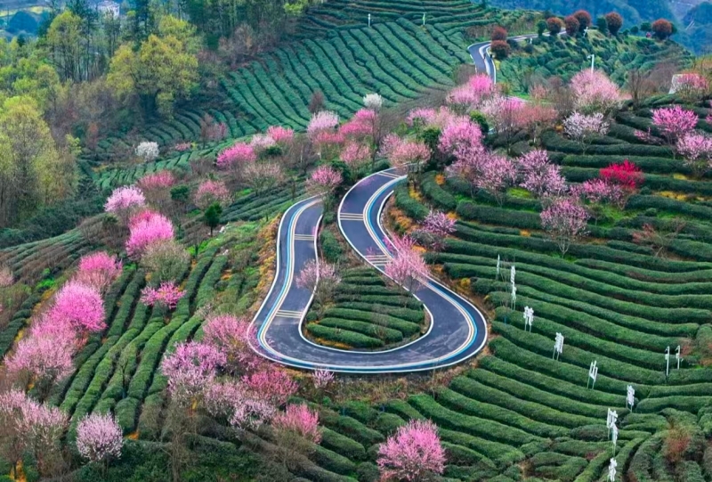 竹山县城关镇刘家山生态茶园。石濡华摄