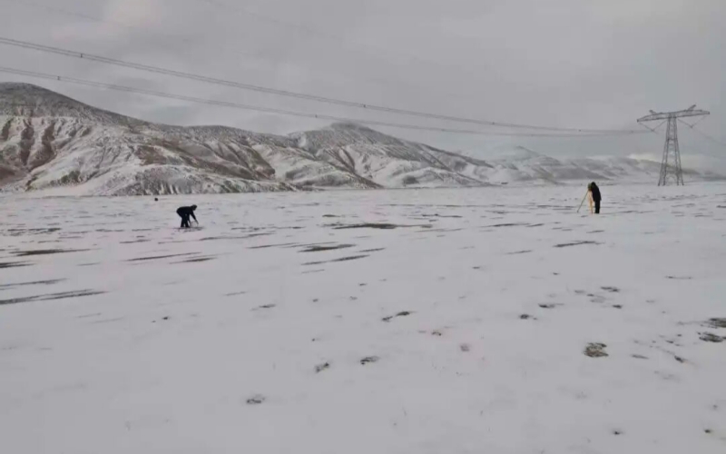 员工在海拔4000余米青海望昆新建变电站工地进行定位放线作业。