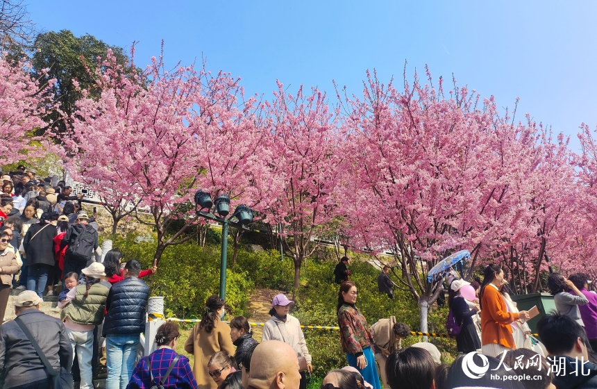 武汉“以花为媒”吸引大量游客。人民网记者 郭婷婷摄