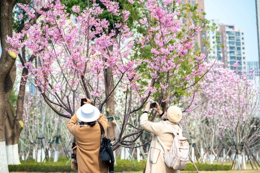 武汉市西北湖公园是中心城区樱花观赏地之一。李军摄