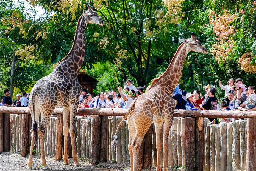 武汉野生动物王国。