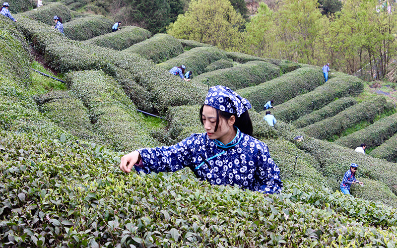 2茶农采摘春茶。人民网记者 张沛摄