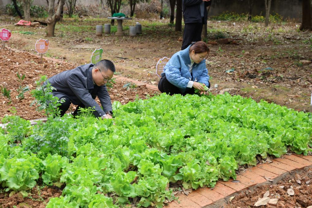 参与人员正在采摘生菜。