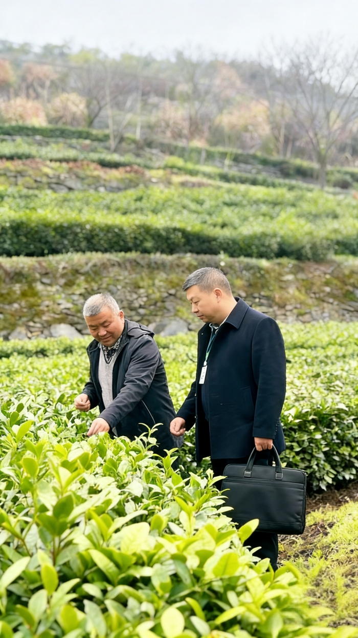 竹山縣茶園。
