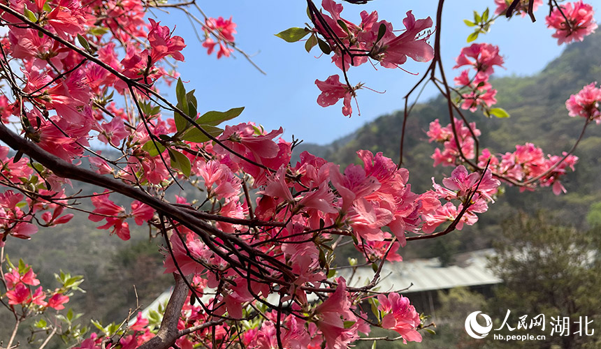 杜鹃花开在枝头。