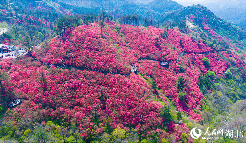 云雾山的杜鹃花正在盛花期。