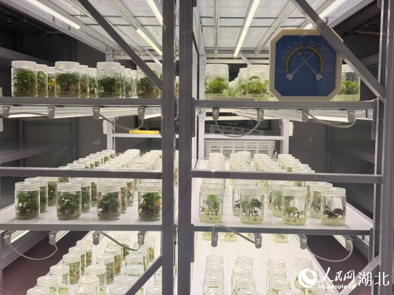 组培室内,脱毒的红薯种苗。人民网记者 张隽摄